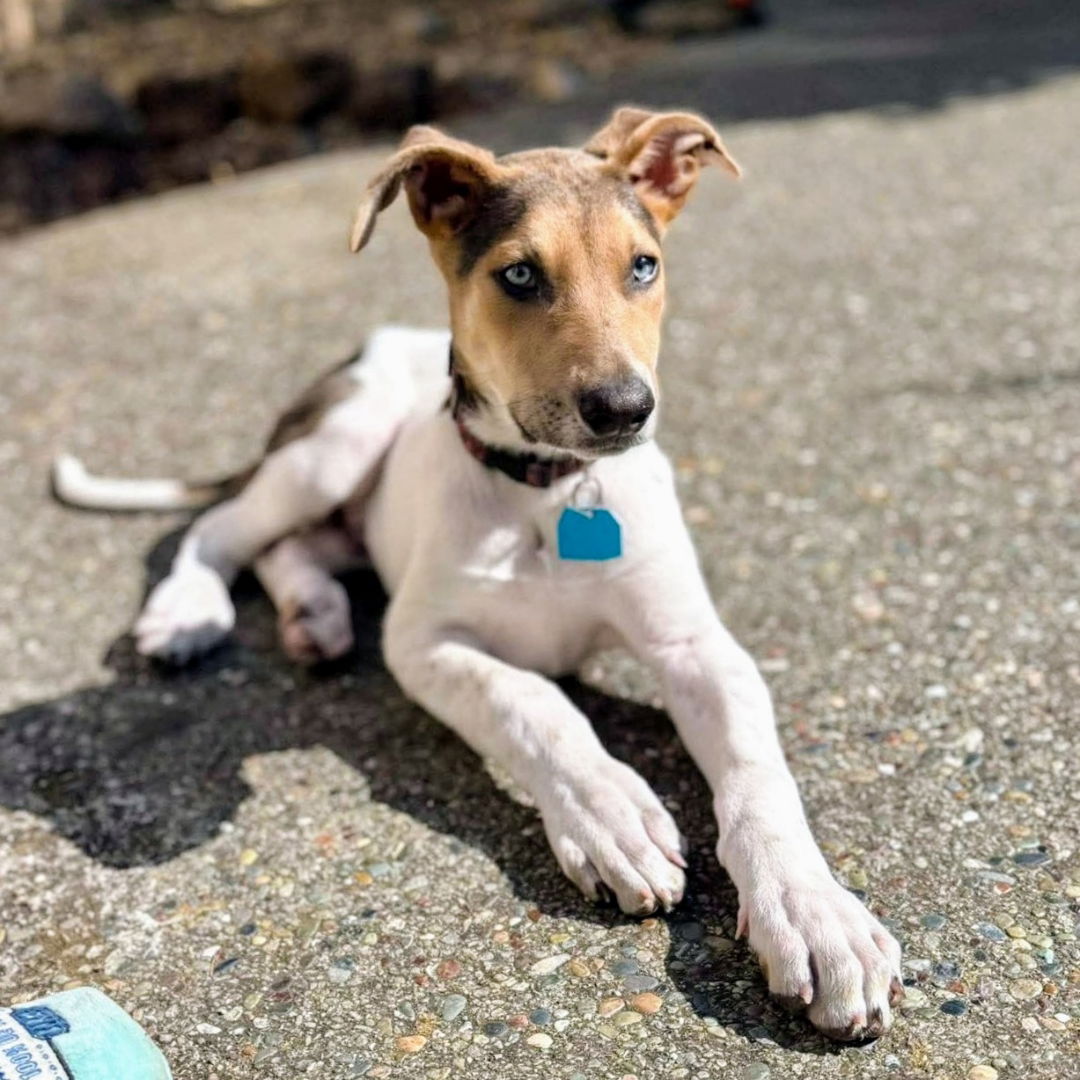 adoptable Dog in Oakland, CA named Shamrock