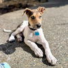 adoptable Dog in oakland, CA named Shamrock