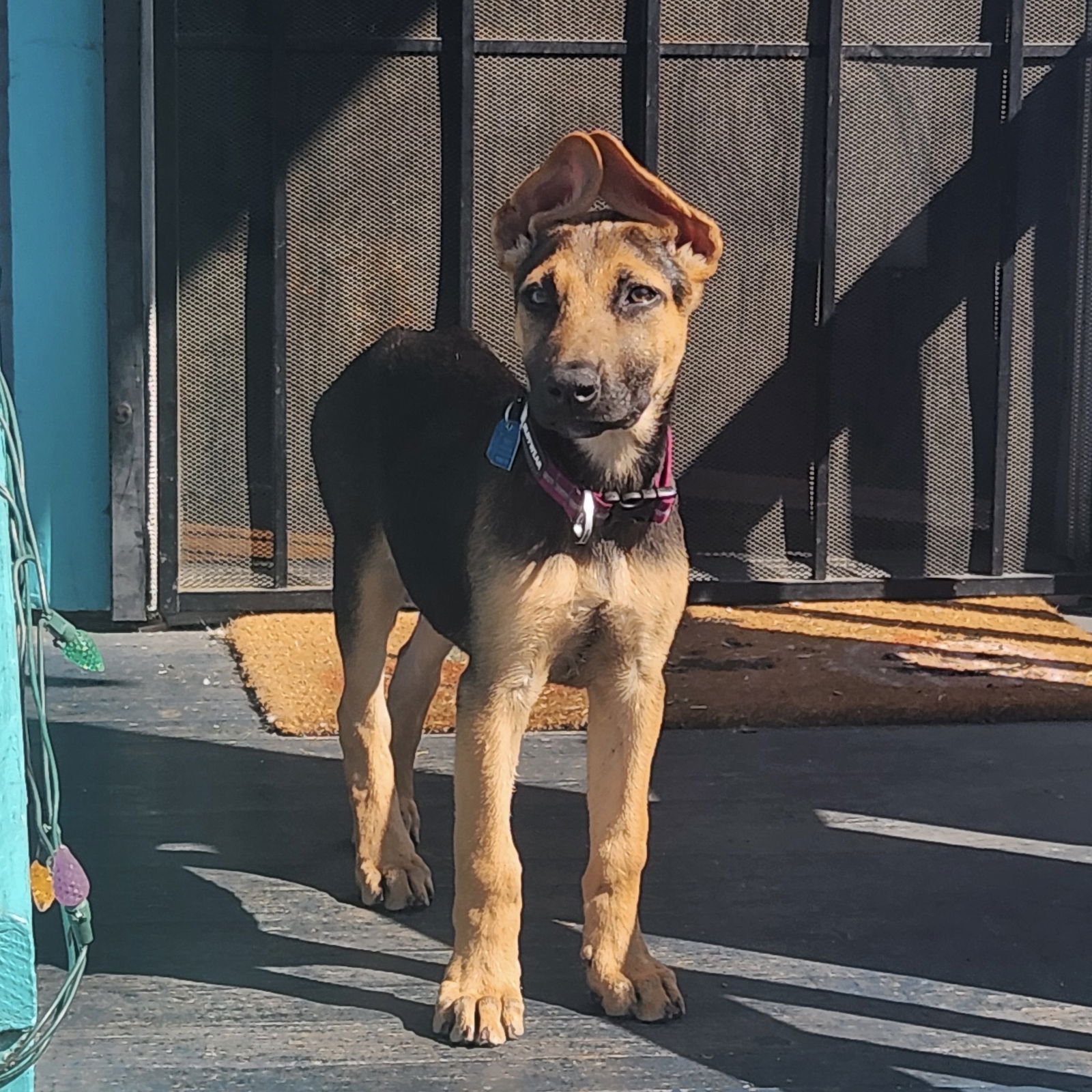 adoptable Dog in Oakland, CA named Thistle