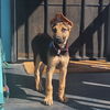 adoptable Dog in  named Thistle
