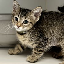 Margo (bonded w/ Edith) Photo