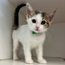 Edith (bonded w/ Margo) Photo