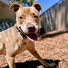 adoptable Dog in oakland, CA named Evelyn