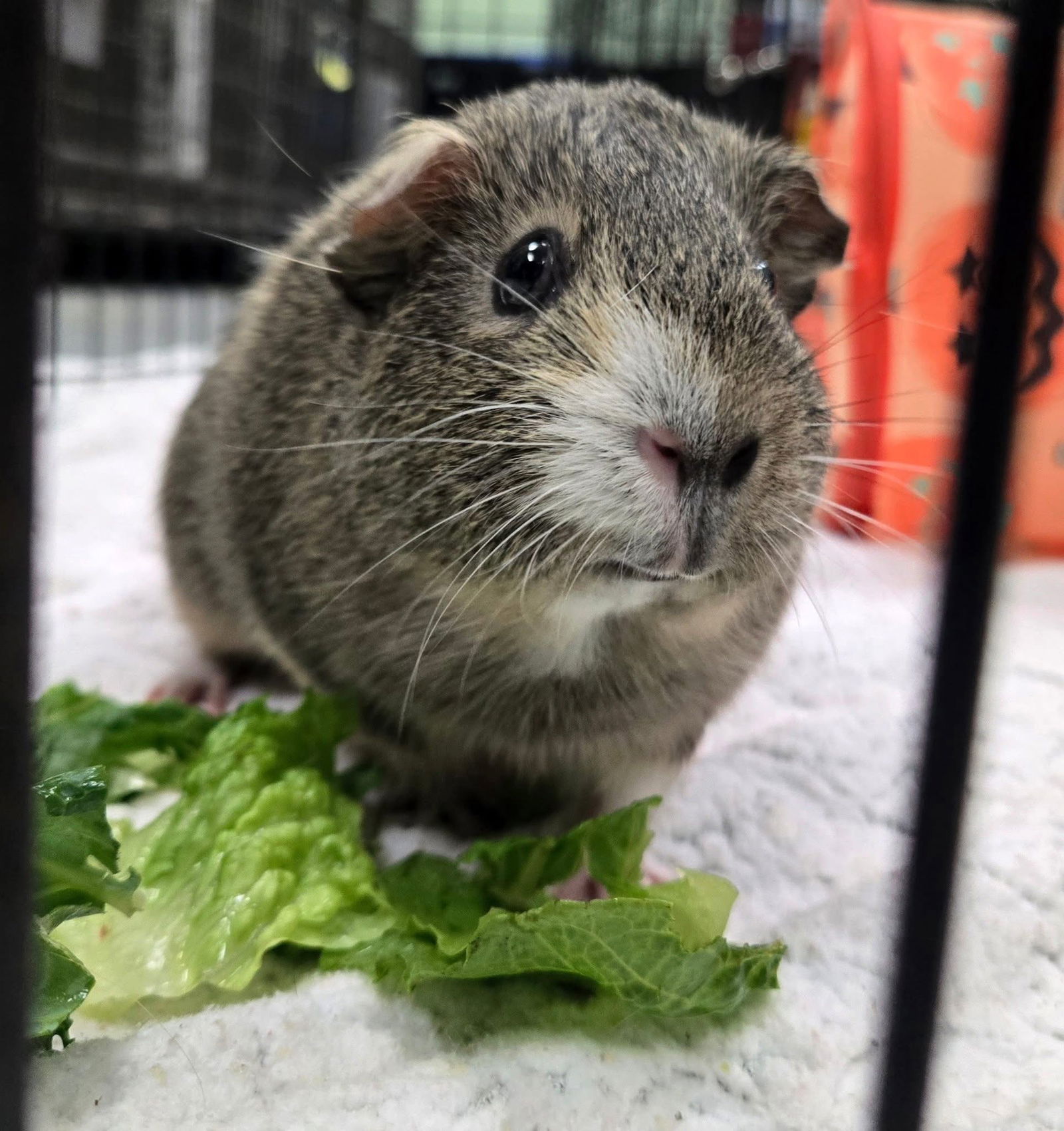 adoptable Guinea Pig in Oakland, CA named Bubbles