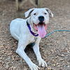 adoptable Dog in oakland, CA named Bianca