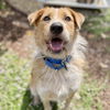 adoptable Dog in oakland, CA named Zeppelin