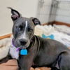 adoptable Dog in  named Pomegranate