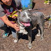 adoptable Dog in  named Yoohoo