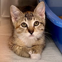 Bix(Bonded with Cassian) Photo
