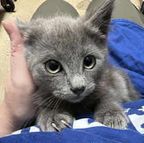 Cassian(Bonded with Bix) Photo