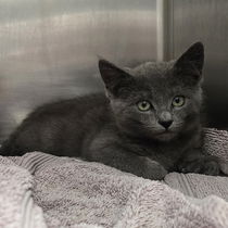 Cassian(Bonded with Bix) Photo