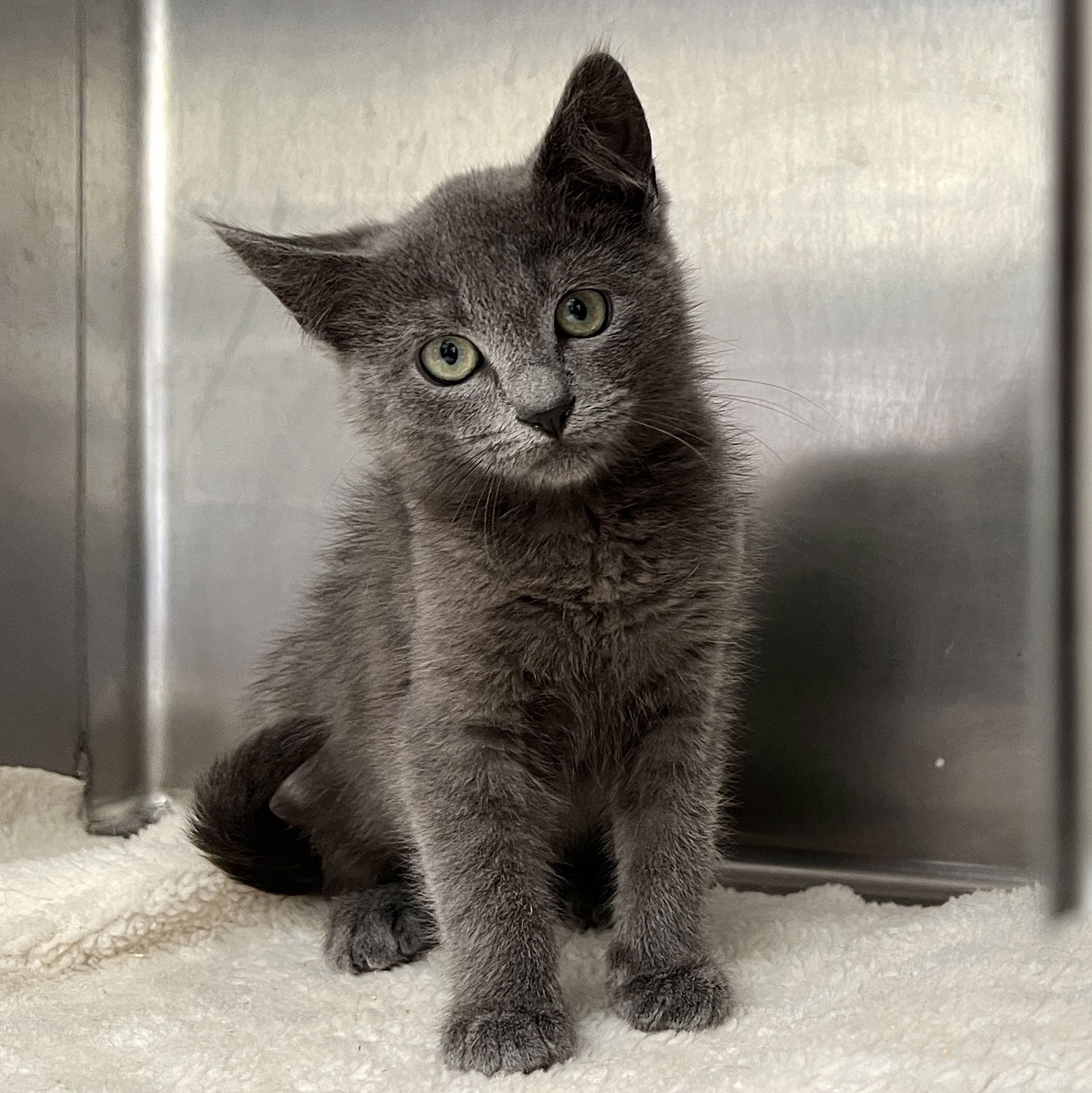 adoptable Cat in Oakland, CA named Cassian(Bonded with Bix)