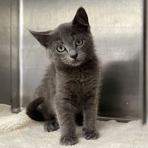Cassian(Bonded with Bix) Photo