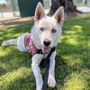 adoptable Dog in oakland, CA named Twilight