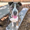 adoptable Dog in  named Spinach