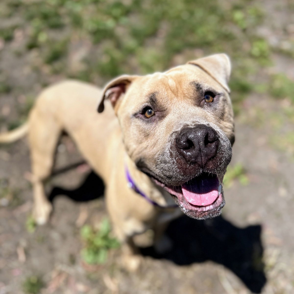 adoptable Dog in Oakland, CA named Almond