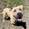 adoptable Dog in  named Almond