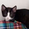 adoptable Cat in Oakland, CA named Dr Pepper (bonded w/ Pepsi)