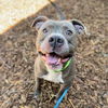 adoptable Dog in Oakland, CA named Alfalfa