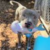 adoptable Dog in  named Alfalfa