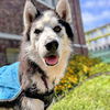 adoptable Dog in oakland, CA named Timber