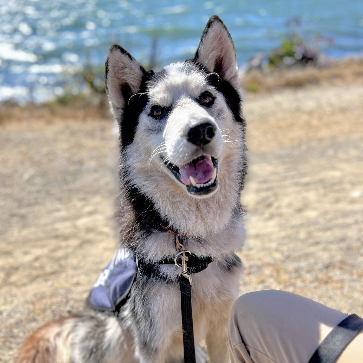 adoptable Dog in Oakland, CA named Timber