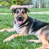 adoptable Dog in Oakland, CA named Logan
