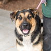 adoptable Dog in  named Logan