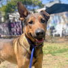 adoptable Dog in Oakland, CA named Timothee