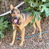 adoptable Dog in oakland, CA named Timothee