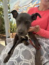 adoptable Dog in  named Cacahuete