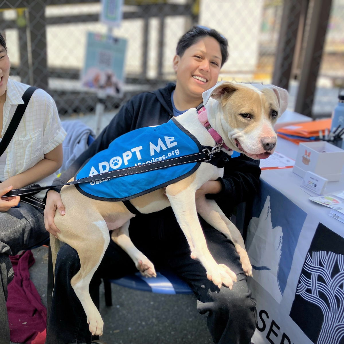 adoptable Dog in Oakland, CA named Cupcake