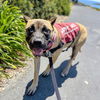 adoptable Dog in oakland, CA named Jellybean