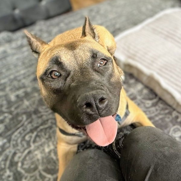 adoptable Dog in Oakland, CA named Jellybean
