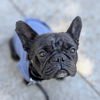 adoptable Dog in  named Stokely