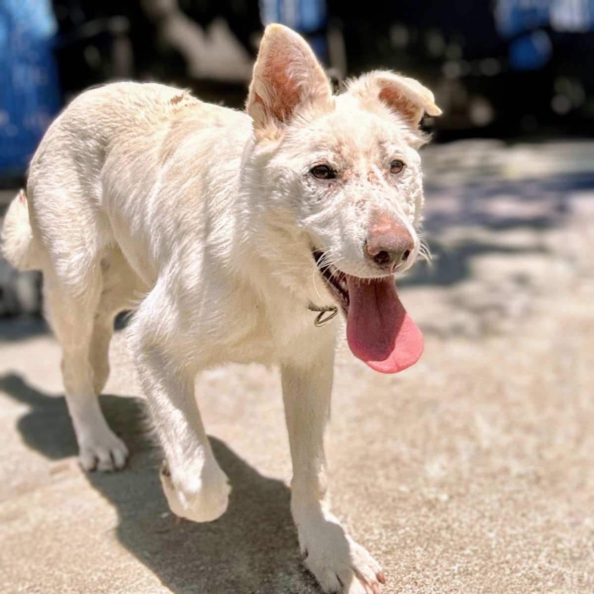 adoptable Dog in Oakland, CA named Snowflake