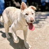 adoptable Dog in oakland, CA named Snowflake