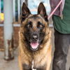 adoptable Dog in oakland, CA named Dug