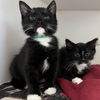 adoptable Cat in Oakland, CA named Peanut (bonded w/ Oliver Butters)