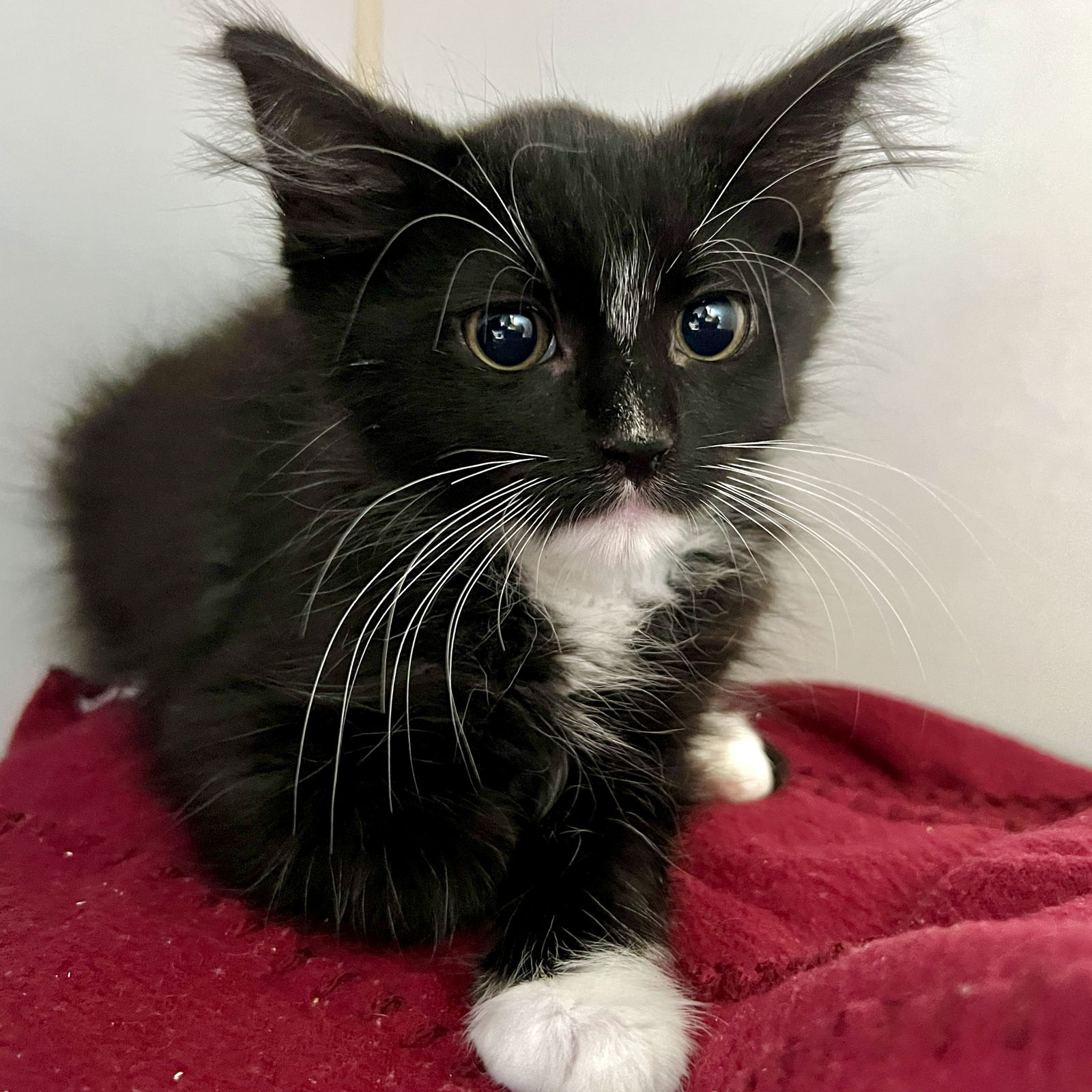 adoptable Cat in Oakland, CA named Oliver Butters (bonded w/ Peanut)