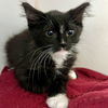 adoptable Cat in Oakland, CA named Oliver Butters (bonded w/ Peanut)