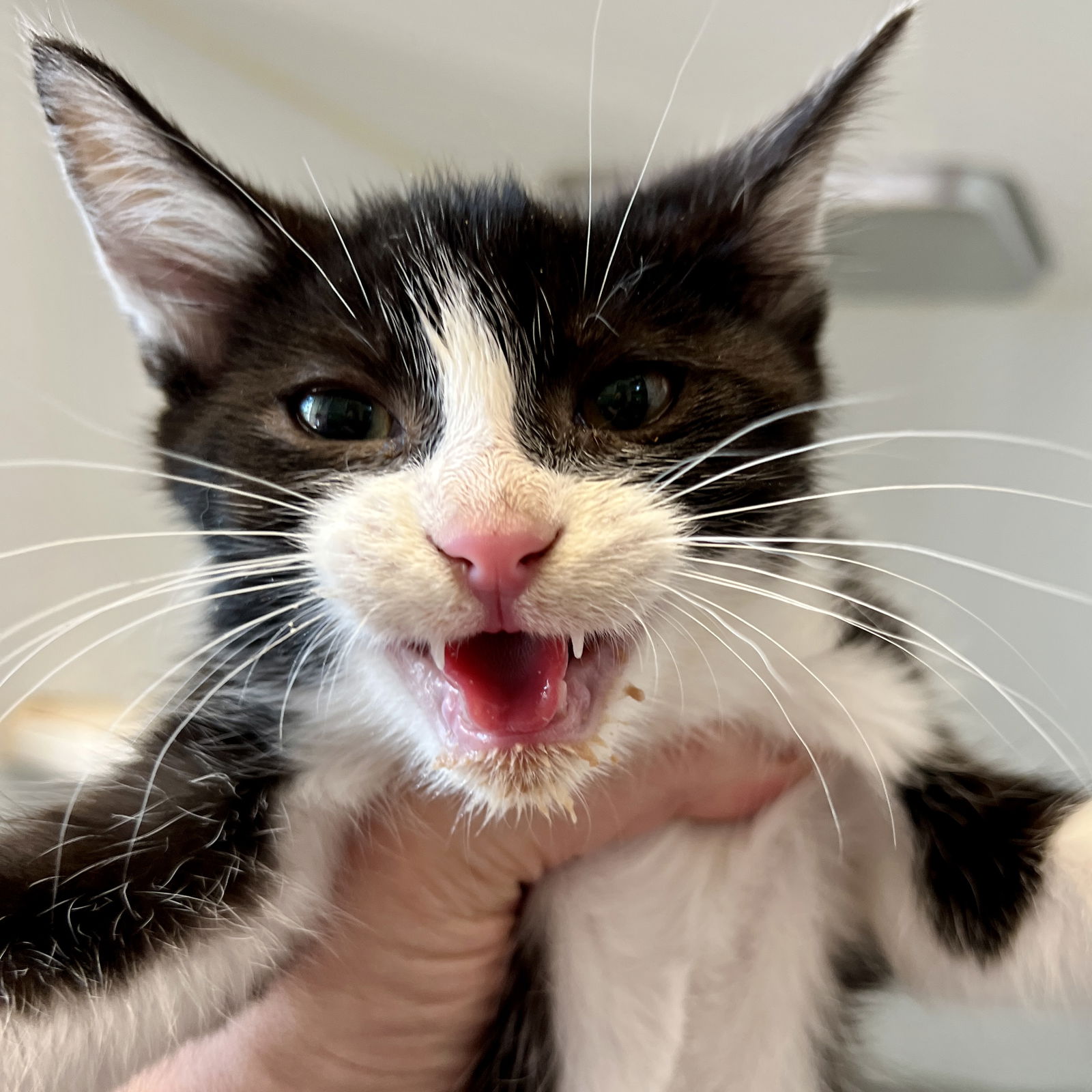Bobby (bonded w/ Peter) Photo