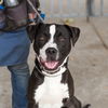 adoptable Dog in  named Ukelele