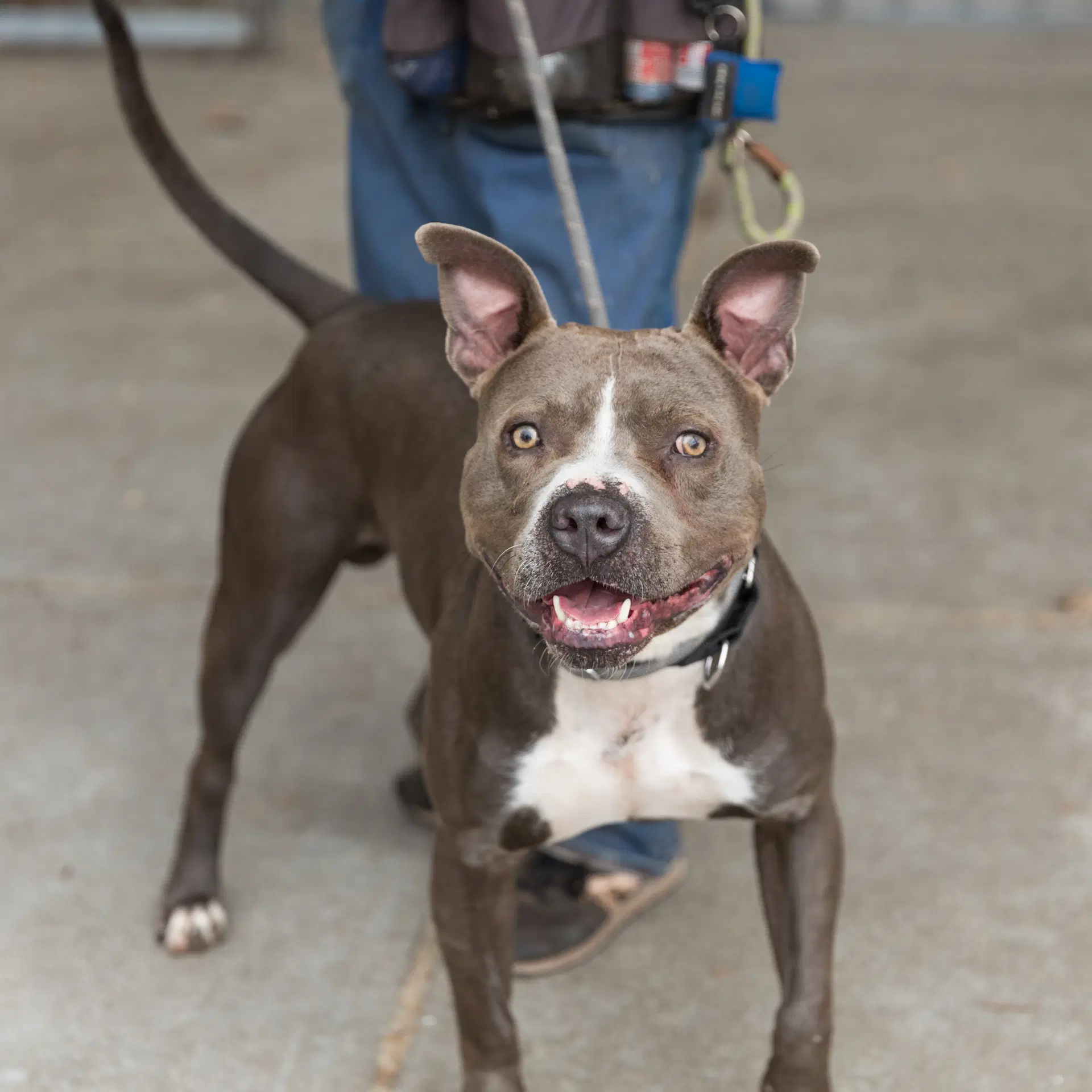 Zo - American Pit Bull Terrier