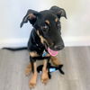 adoptable Dog in oakland, CA named Sycamore