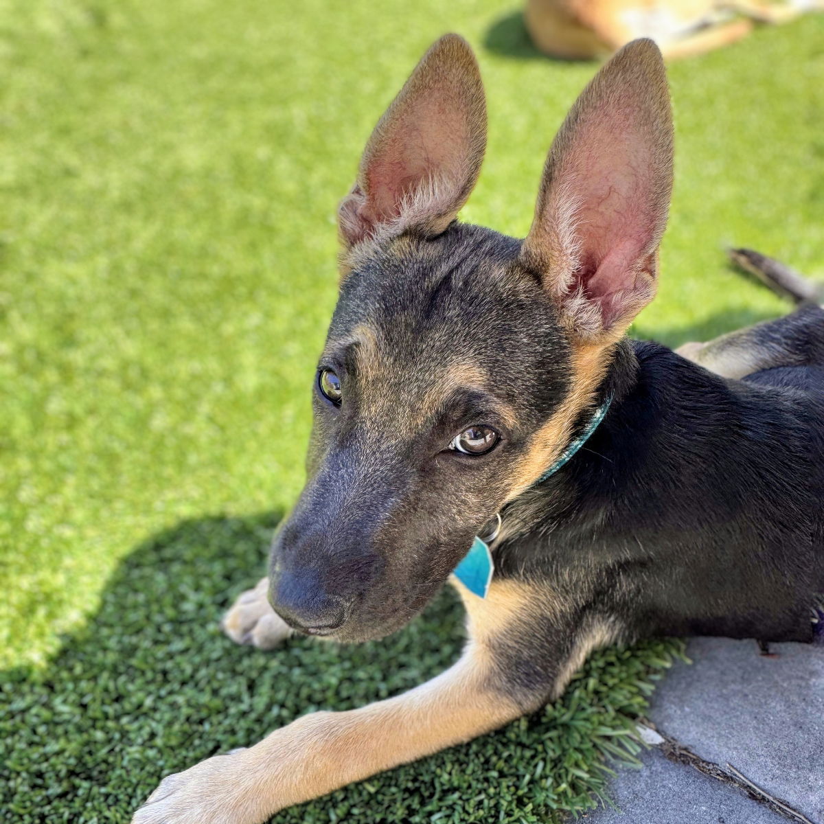 adoptable Dog in Oakland, CA named Evie