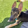 adoptable Dog in oakland, CA named Evie