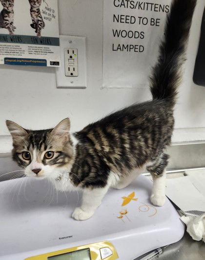 Mustard (bonded w/Ketchup) Photo