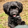 adoptable Dog in oakland, CA named Wasabi