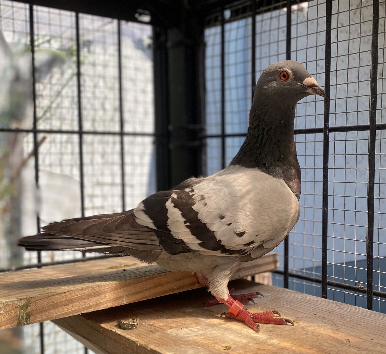 adoptable Bird in Oakland, CA named Tallulah
